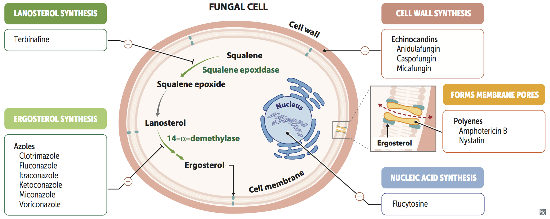 Совместное использование acell. Antifungal drugs. Antifungal drugs classification. Antifungal Therapy. Antifungal agents.